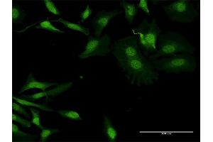 Immunofluorescence of purified MaxPab antibody to APOBEC2 on HeLa cell. (APOBEC2 anticorps  (AA 1-224))