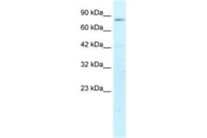 Western Blotting (WB) image for anti-Activating Transcription Factor 6 beta (ATF6B) antibody (ABIN2460387) (ATF6B anticorps)