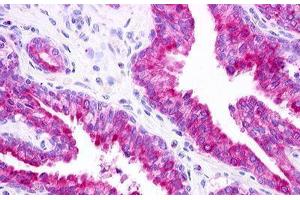 Image no. 2 for anti-G Protein-Coupled Receptor 25 (GPR25) (C-Term) antibody (ABIN1048782) (GPR25 anticorps  (C-Term))