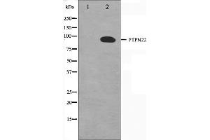 Western blot analysis on HeLa cell lysate using PTPN22 Antibody,The lane on the left is treated with the antigen-specific peptide. (PTPN22 anticorps  (C-Term))