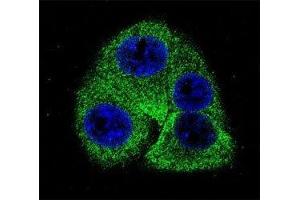 Confocal immunofluorescent analysis of Osteopontin antibody with 293 cells followed by Alexa Fluor 488-conjugated goat anti-rabbit lgG (green).