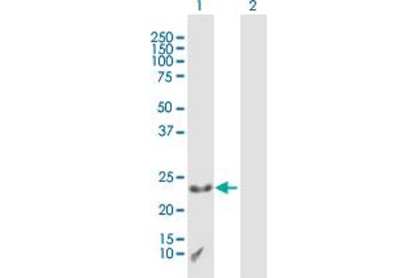 CXX1 anticorps  (AA 1-209)