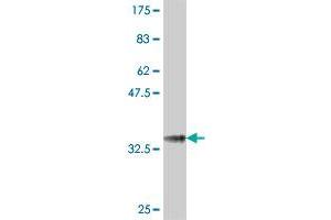 Western Blot detection against Immunogen (37.