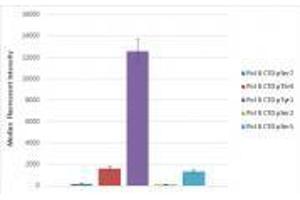RNA pol II CTD phospho Tyr1 antibody (rAb) tested by Luminex bead-based specificity analysis. (Recombinant Rpb1 CTD anticorps  (pTyr1))