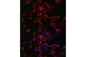 Immunofluorescence analysis of NIH/3T3 cells using HB-EGF Rabbit pAb (ABIN6130449, ABIN6141644, ABIN6141645 and ABIN6218793) at dilution of 1:150 (40x lens).