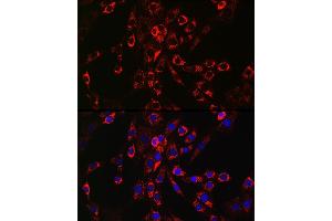 Immunofluorescence analysis of NIH/3T3 cells using HB-EGF Rabbit pAb (ABIN6130449, ABIN6141644, ABIN6141645 and ABIN6218793) at dilution of 1:150 (40x lens). (HBEGF anticorps  (AA 20-160))