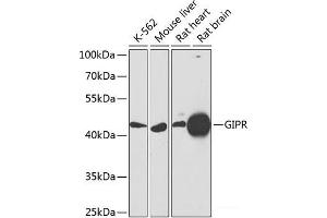 Western blot analysis of extracts of various cell lines using GIPR Polyclonal Antibody at dilution of 1:1000. (GIPR anticorps)