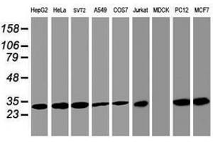 Image no. 3 for anti-Proteasome Subunit alpha 4 (PSMA4) antibody (ABIN1500459) (PSMA4 anticorps)