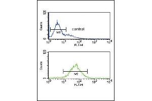 SRD5A3 Antibody (C-term) (ABIN651469 and ABIN2840258) flow cytometric analysis of K562 cells (bottom histogram) compared to a negative control cell (top histogram). (SRD5A3 anticorps  (C-Term))