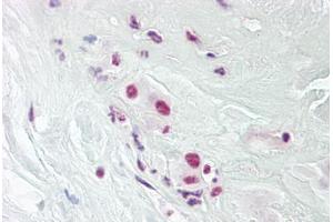 Anti-DPPA4 antibody IHC staining of human placenta. (DPPA4 anticorps  (AA 1-50))