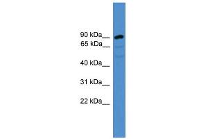 WB Suggested Anti-ARMC8 Antibody Titration: 0. (ARMC8 anticorps  (N-Term))