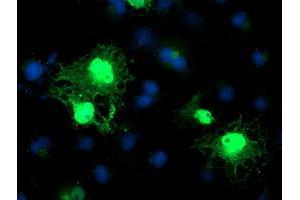 Anti-C1orf50 mouse monoclonal antibody (ABIN2454602) immunofluorescent staining of COS7 cells transiently transfected by pCMV6-ENTRY C1orf50 (RC200134). (C1ORF50 anticorps)