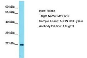 Image no. 1 for anti-Myosin, Light Chain 12B, Regulatory (MYL12B) (AA 92-141) antibody (ABIN6750739) (MYL12B anticorps  (AA 92-141))
