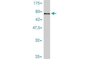 Western Blot detection against Immunogen (71.