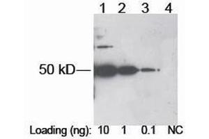 Lane 1-3: DDDDK tag fusion protein in E. (DDDDK Tag anticorps)