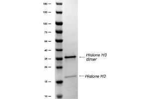Histone H3 predominantly migrates as a dimer on SDS-PAGE.