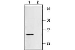 Western blot anlysis of rat heart lysate: - 1. (Syntaxin 4 anticorps  (Intracellular, N-Term))