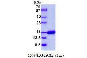 Figure annotation denotes ug of protein loaded and % gel used. (CDK2AP2 Protéine)
