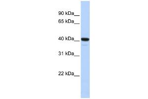 WB Suggested Anti-FOXI1 Antibody Titration:  0. (FOXI1 anticorps  (N-Term))