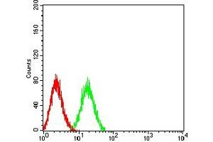 Flow cytometric analysis of HL-60 cells using CD307B mouse mAb (green) and negative control (red).