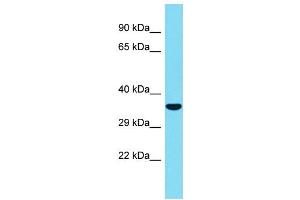 Host: Rabbit Target Name: C1QL2 Sample Type: Fetal Heart lysates Antibody Dilution: 1. (C1QL2 anticorps  (Middle Region))