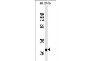 Western blot analysis in mouse testis tissue lysates (35ug/lane). (ITGB1BP3 anticorps  (AA 156-186))