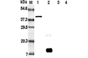 Western blot analysis of resistin using anti-Resistin (rat), mAb (RRES 07)   at 1:5'000 dilution.