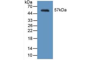 Western blot analysis of recombinant Mouse MYH2. (MYH2 anticorps  (AA 1238-1472))