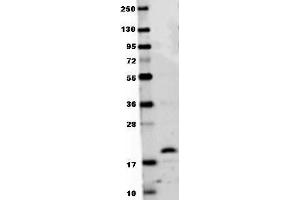 Anti-mouse RANKL antibody in western blot shows detection of recombinant mouse RANKL raised in E. (RANKL anticorps  (AA 143-316))