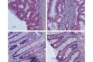Expression of Bombesin receptor 2 in human colon - Immunohistochemical staining of paraffin-embedded human colon using Anti-Bombesin Receptor 2 (GRPR) (extracellular) Antibody (ABIN7043210 and ABIN7043937), (1:50). (GRPR anticorps  (3rd Extracellular Loop))