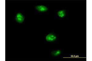 Immunofluorescence of purified MaxPab antibody to TEAD4 on HeLa cell. (TEAD4 anticorps  (AA 1-305))