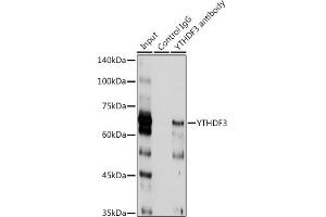 Immunoprecipitation analysis of 300 μg extracts of HT-1080 cells using 3 μg YTHDF3 antibody (ABIN6130934, ABIN6150345, ABIN6150346 and ABIN6224441).