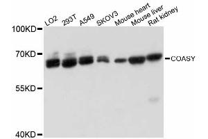 Western blot analysis of extracts of various cell lines, using COASY antibody.