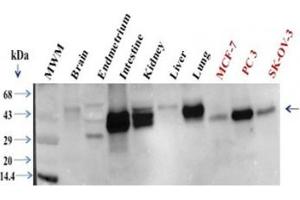 Western blot testing of human samples (30ug/lane): 1) brain, 2) endometrium, 3) intestine, 4) kidney, 5) liver, 6) lung, 7) MCF7, 8) PC3 and 9) SK-OV-3 lysate with EpCAM antibody at 1ug/ml.