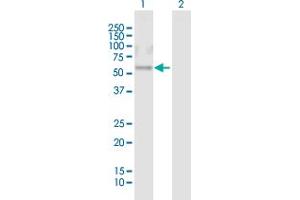 Western Blot analysis of CRISPLD1 expression in transfected 293T cell line by CRISPLD1 MaxPab polyclonal antibody. (CRISPLD1 anticorps  (AA 1-500))