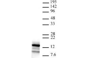 Htz1 pAb tested by Western blot. (Htz1 / Histone H2A.Z anticorps)