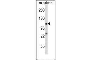 Western blot analysis of RBM12 Antibody  in Mouse spleen tissue lysates (35ug/lane). (RBM12 anticorps  (Middle Region))