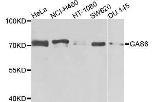 Western blot analysis of extracts of various cells, using GAS6 antibody. (GAS6 anticorps)