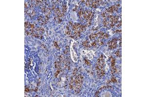 IHC analysis of SDF2L1 using anti-SDF2L1 antibody (ABIN7601111). (SDF2L1 anticorps  (AA 29-221))