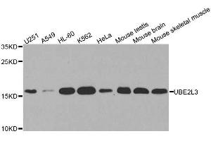 Western blot analysis of extracts of various cell lines, using UBE2L3 antibody. (UBE2L3 anticorps  (AA 73-212))