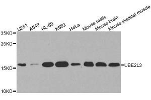 Western blot analysis of extracts of various cell lines, using UBE2L3 antibody. (UBE2L3 anticorps  (AA 73-212))