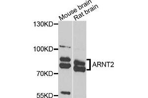 Western blot analysis of extracts of various cells, using ARNT2 antibody. (ARNT2 anticorps)