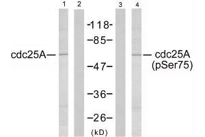 Western blot analysis of extracts from A2780 cells using cdc25A (Ab-75) antibody (E021163, Lane 1 and 2) and cdc25A (phospho-Ser75) antibody (E011138, Lane 3 and 4). (CDC25A anticorps)