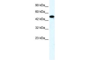 Western Blotting (WB) image for anti-Zinc Finger Protein 778 (ZNF778) antibody (ABIN2461329) (ZNF778 anticorps)
