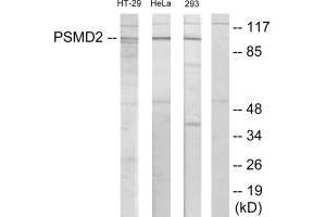 Western blot analysis of extracts from HT-29 cells, HeLa cells and 293 cells, using PSMD2 antibody. (PSMD2 anticorps  (N-Term))