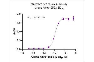 AbFlex SARS-CoV-2 Spike Antibody (rAb) (AM015553) tested by ELISA using SARS Spike protein ECD. (Recombinant SARS-CoV-2 Spike anticorps)