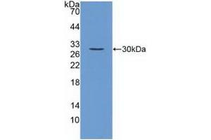 Detection of Recombinant FGF23, Mouse using Polyclonal Antibody to Fibroblast Growth Factor 23 (FGF23)