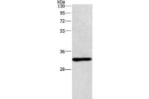 Western Blot analysis of Mouse kindey tissue using NAPSA Polyclonal Antibody at dilution of 1:500 (NAPSA anticorps)