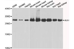 Western blot analysis of extracts of various cell lines, using AUH antibody.