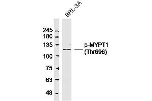 Rat BRL-3A lysates probed with p-MYPT1(Thr696) Polyclonal Antibody, Unconjugated  at 1:300 dilution and 4˚C overnight incubation. (PPP1R12A anticorps  (pThr696))